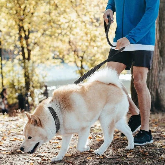 chien se promene au lac laisse pour chien noir