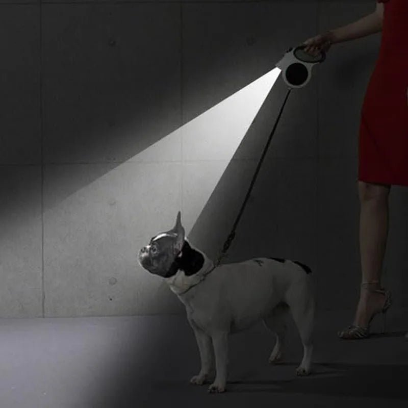 chien se promene avec laisse chien enrouleur blanche lampe led