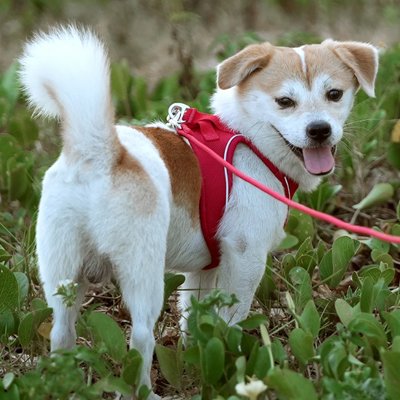 chien se promene dans feuillage avec harnais chiot bordeaux