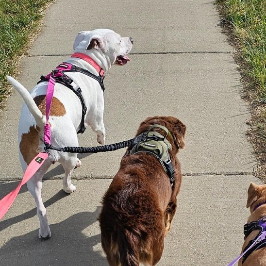 chiens marron et blanc promenade avec laisse double pour chien