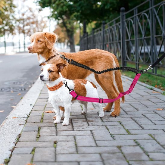 chiens petit et moyen laisse double pour chien promenade rue
