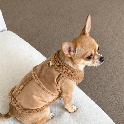 chihuahua assis sur fauteuil avec manteau chien marron