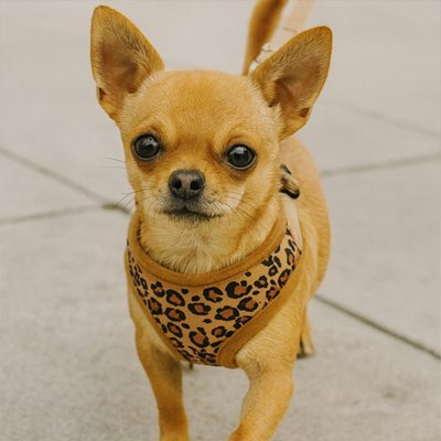 chihuahua avec harnais petit chien leopard marron
