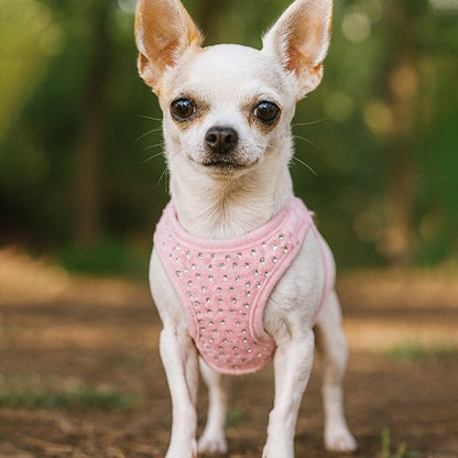 chihuahua debout avec harnais petit chien rose