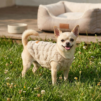 chihuahua debout dans herbe portant pull chien beige