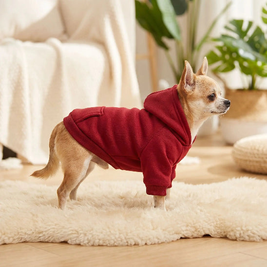 chihuahua debout sur tapis avec pull pour chien rouge