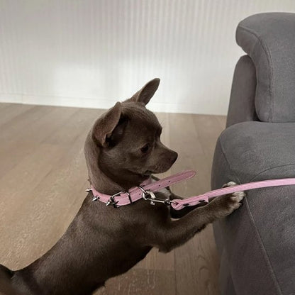 chihuahua marron avec collier pour chien rose laisse assortie