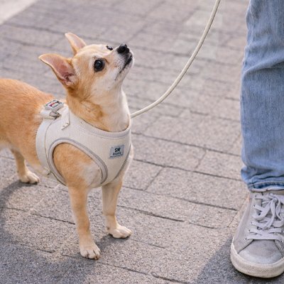 chihuahua portant harnais chiot beige regarde une personne