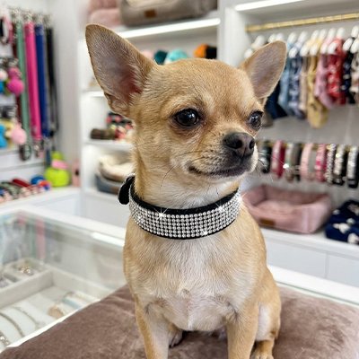 chihuahua sur comptoir magasin portant collier chien noir strass
