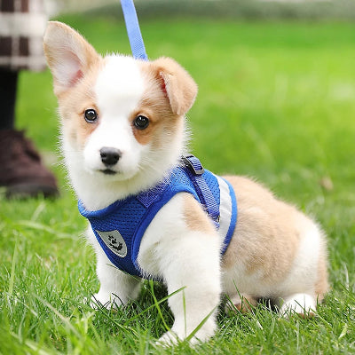 chiot assis sur herbe portant harnais pour chien bleu