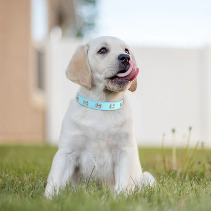 chiot avec collier pour chien bleu ciel motifs os
