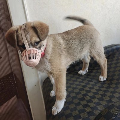 chiot avec museliere chien rose