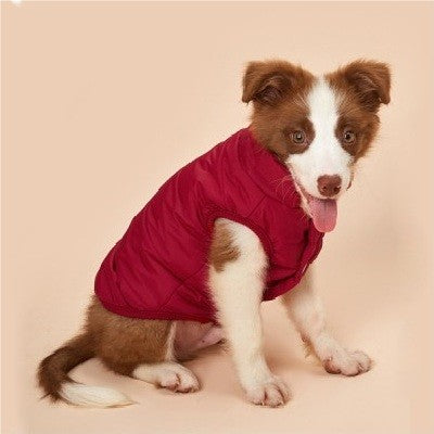 chiot berger australien assis porte manteau chien rouge
