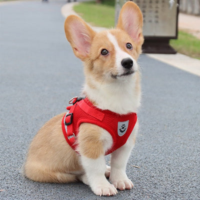 chiot corgi assis portant harnais pour chien rouge