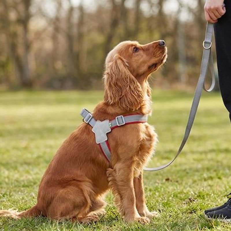 cocker assis herbe portant harnais pour chien rouge