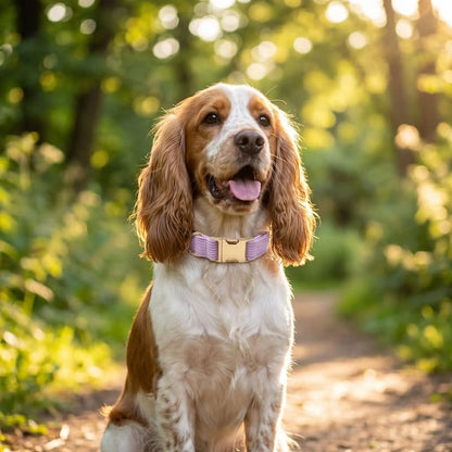 cocker bicolore portant collier chien parme velours côtelé