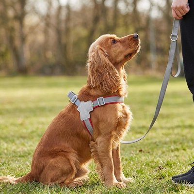 coker assis herbe portant harnais pour chien rouge