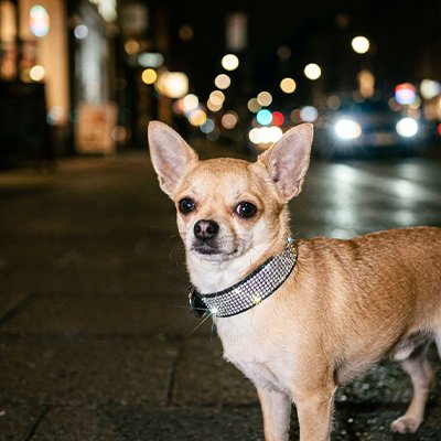 collier chien noir strass sur chihuahua en ville nuit