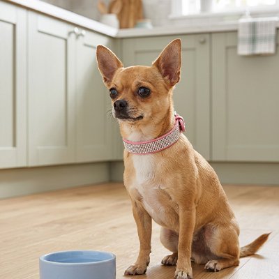 collier chien rose avec strass sur chihuahua assis cuisine