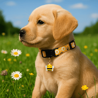 collier chiot abeille sur chiot assis de profil prairie