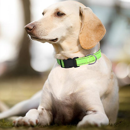collier pour chien vert sur chien allonge dehors