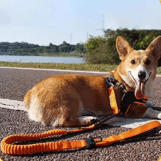 corgi allonge sur route laisse pour chien extensible orange