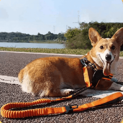corgi allonge sur route laisse pour chien extensible orange