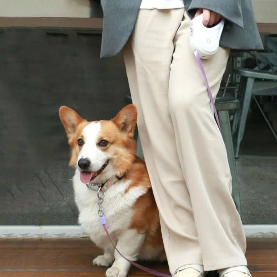 corgi assis a cote maitre laisse pour chien enrouleur violet