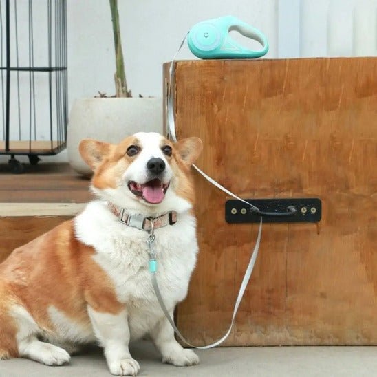 corgi assis avec laisse pour chien enrouleur vert