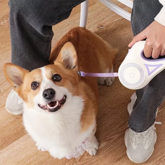 corgi assis devant maitre avec laisse pour chien enrouleur violet