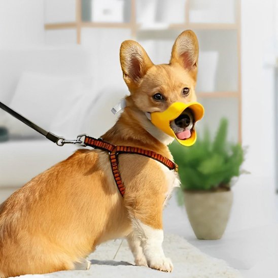 corgi assis en interieur avec muselière jaune