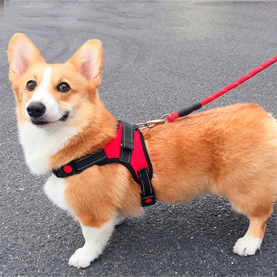 corgi avec harnais chien anti traction rouge