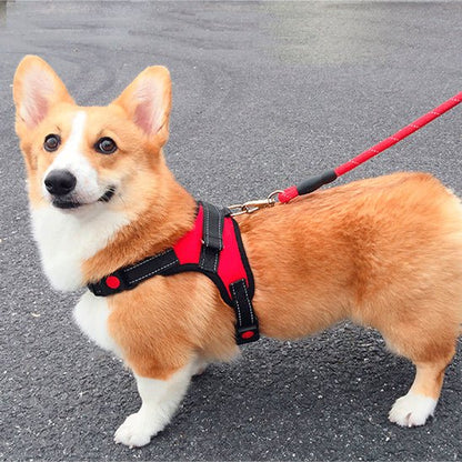 corgi avec harnais chien anti traction rouge
