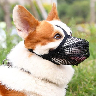 corgi avec muselière chien noir souple