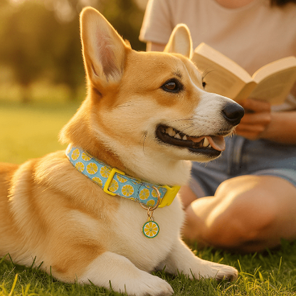 corgi collier chien citron allonge a cote maitresse qui lit