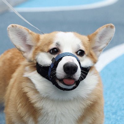 corgi de face avec museliere chien bleu