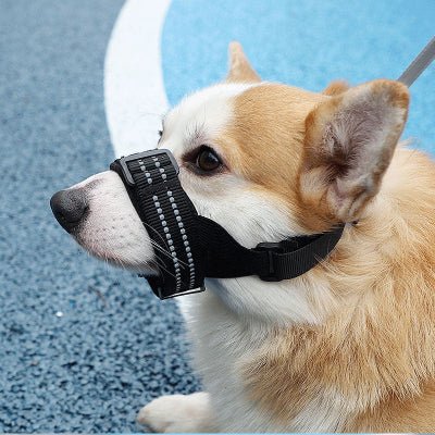 corgi de profil avec museliere chien noir