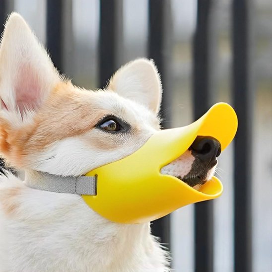 corgi de profil avec muselière jaune bec de canard