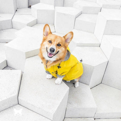 corgi portant imperméable chien jaune