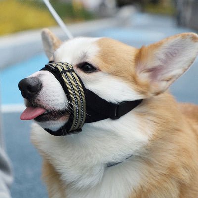 corgi tire la langue avec museliere chien kaki