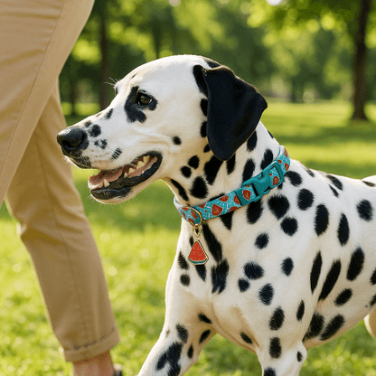 dalmatien se promene parc collier chien pasteque