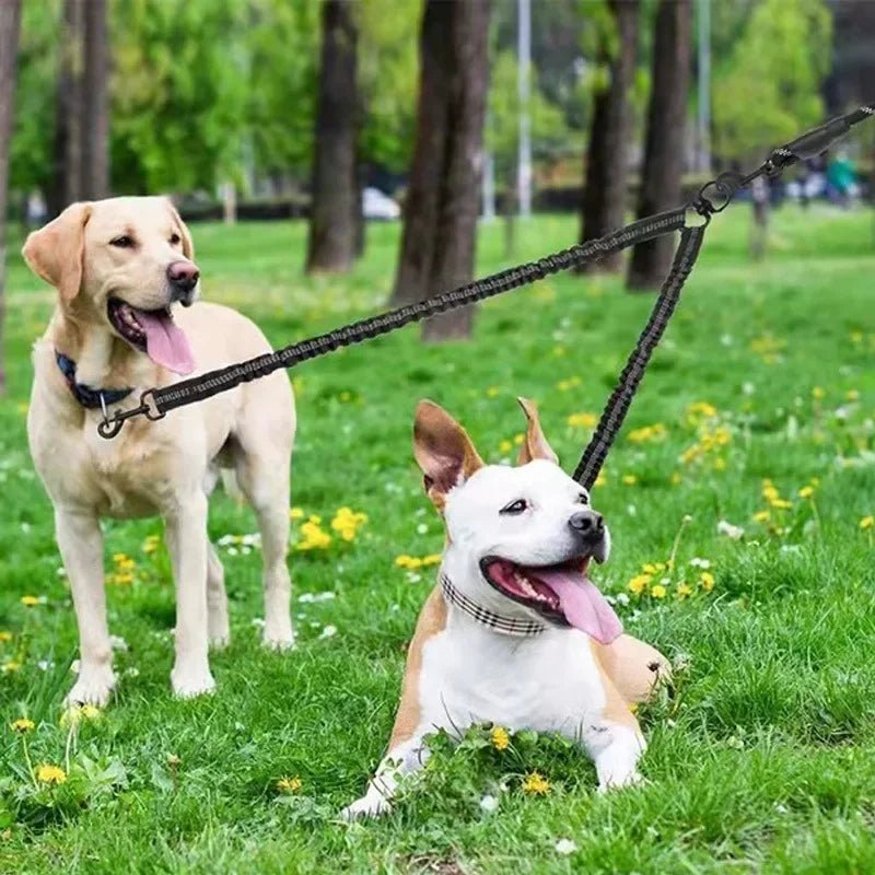 deux chiens dans herbe parc avec laisse double pour chien