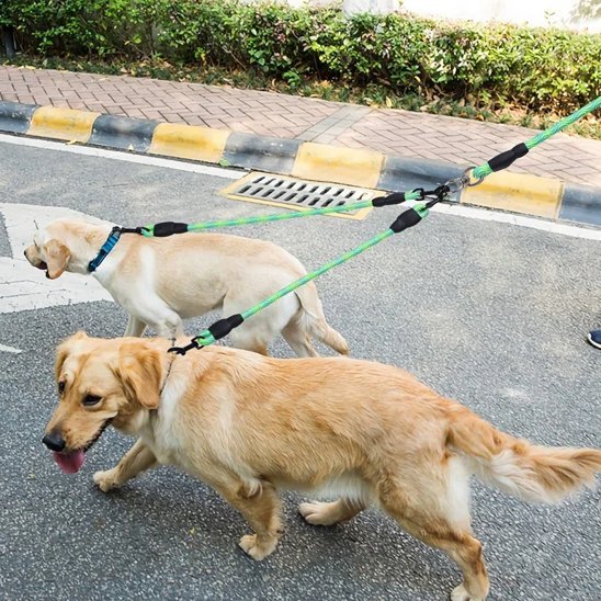 deux grands chiens promenade ville double laisse pour chien vert