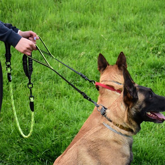 deux malinois assis double laisse pour chien tenue par poignees