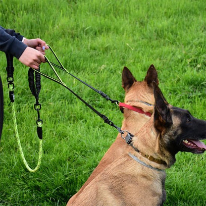 deux malinois assis double laisse pour chien tenue par poignees