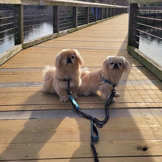 deux pekinois sur ponton avec double laisse pour chien bleu