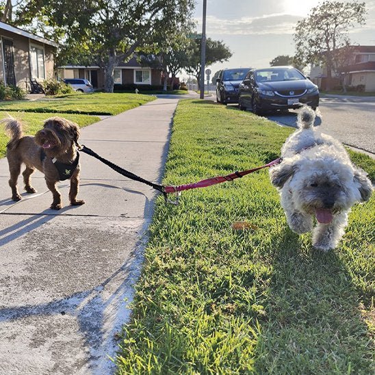 deux petits chiens promenade lotissement avec laisse double pour chien