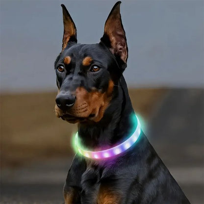doberman avec collier lumineux chien multicolore