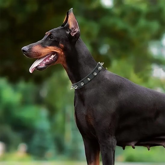 doberman avec collier pour chien noir clous metalliques