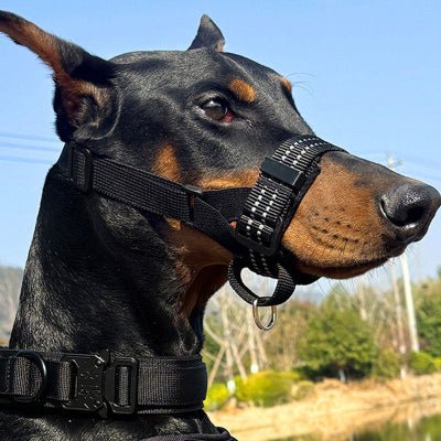 doberman avec museliere chien noir ouverte